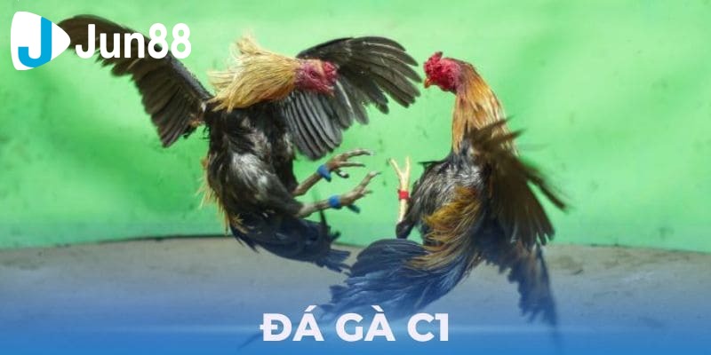 đá gà c1 là gì
