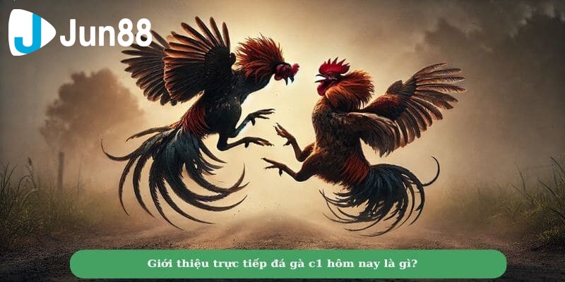 đá gà c1 là gì