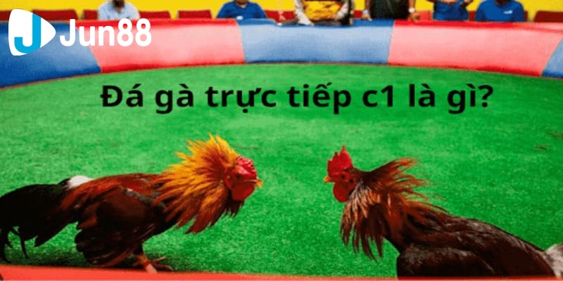 đá gà c1 là gì