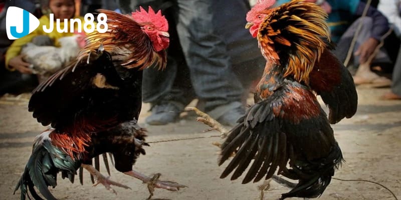 đá gà online ăn tiền thật