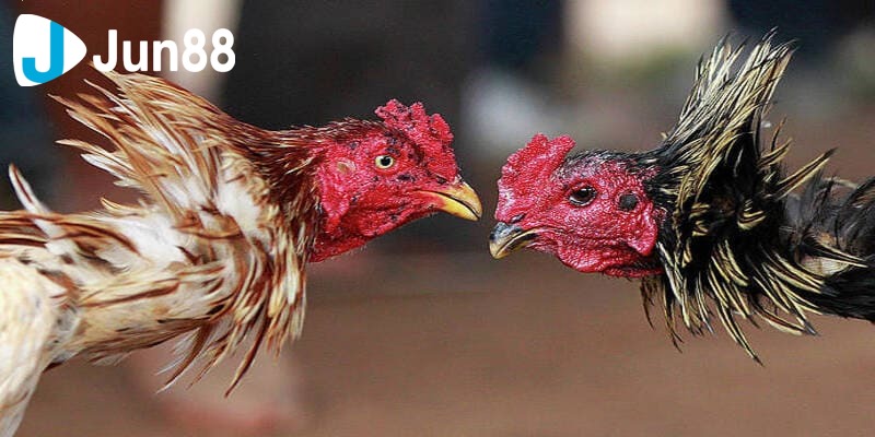 đá gà online ăn tiền thật