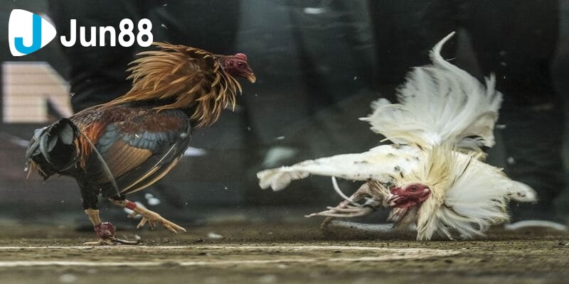 đá gà online ăn tiền thật