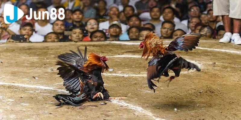 kinh nghiệm chơi đá gà