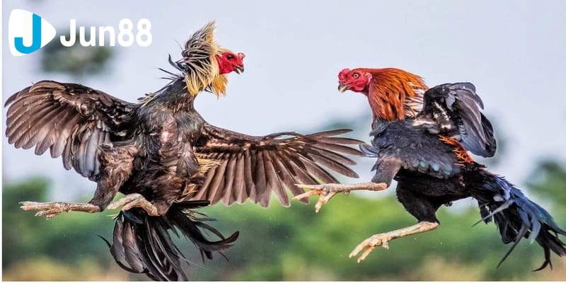 kinh nghiệm chơi đá gà