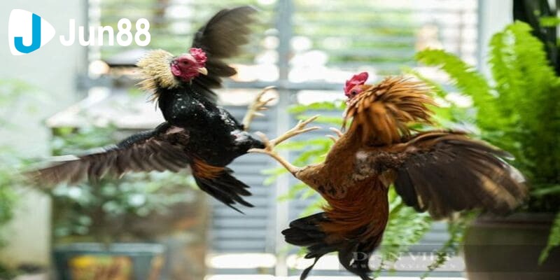 kinh nghiệm chơi đá gà