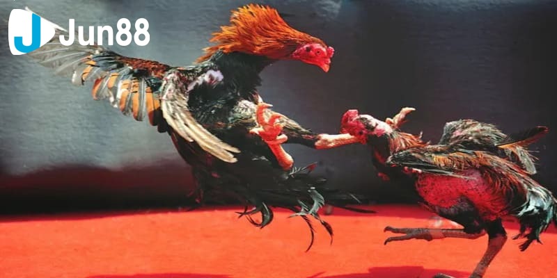 mẹo đá gà mạng