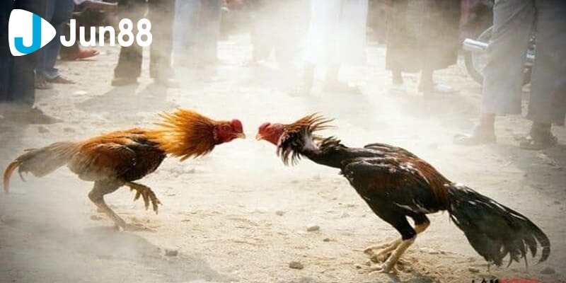 mẹo đá gà mạng