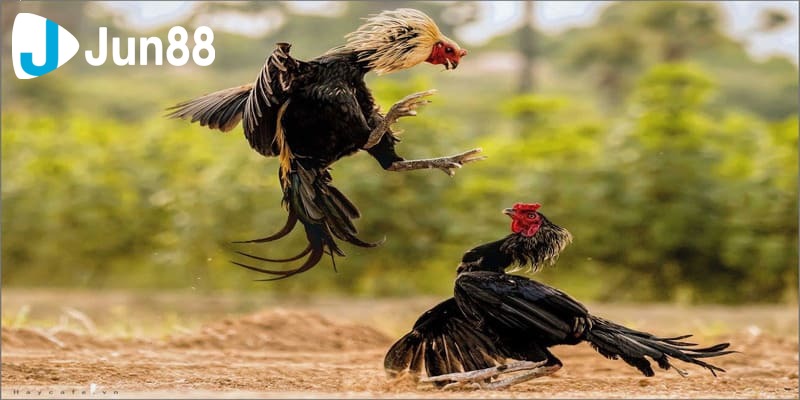 trực tiếp đá gà C1 trực tiếp đá gà C1