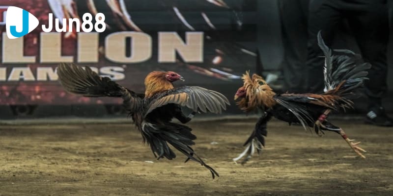 trực tiếp đá gà C1 trực tiếp đá gà C1