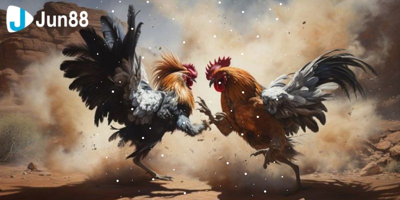 Kỹ năng khi tham gia đá gà VSS388