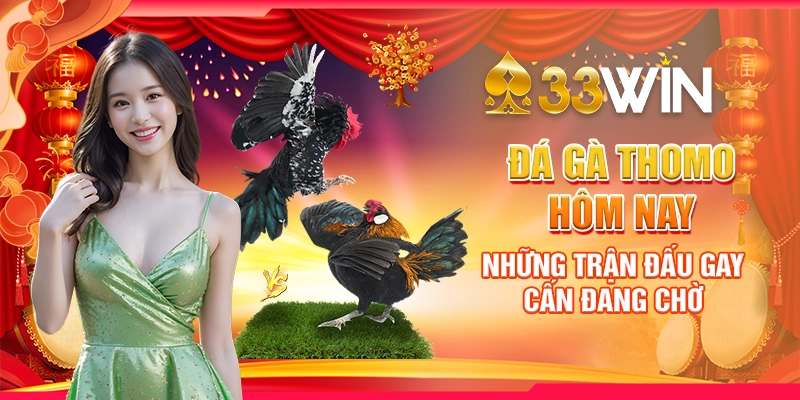 Đá Gà Thomo Hôm Nay - Những Trận Đấu Gay Cấn Đang Chờ