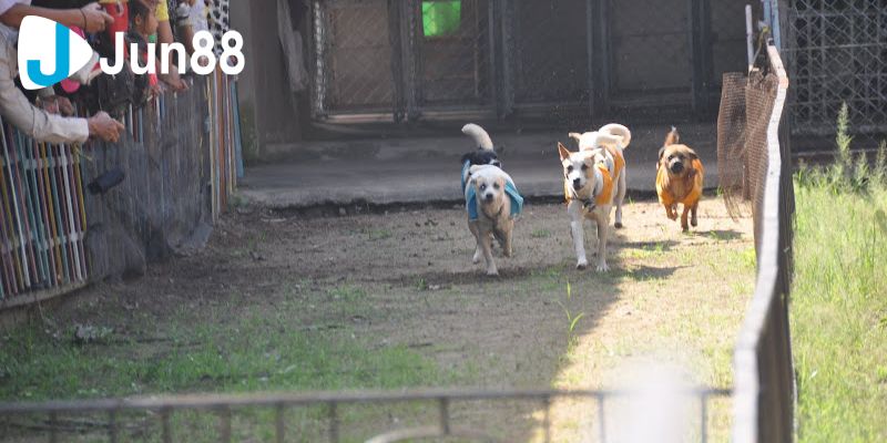 Cá cược đua chó