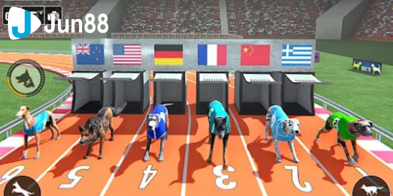 Cá cược đua chó