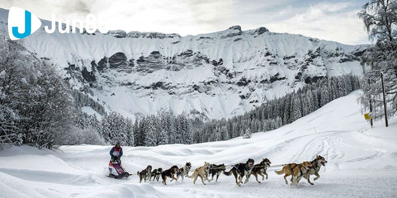 Cá cược đua chó