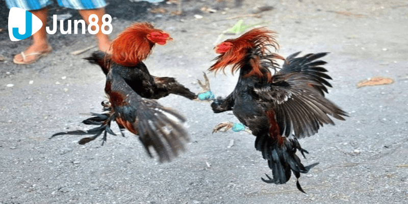 đá gà 88