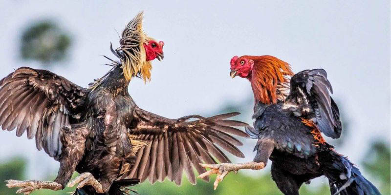 Tỷ lệ cược đá gà thomo hôm nay