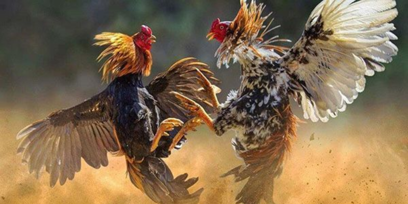 Kinh nghiệm xem đá gà thomo hôm nay